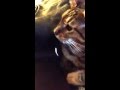 Cheetoh cat (Bengal/Ocicat) hates & gags at sound of tape の動画、YouTube動画。
