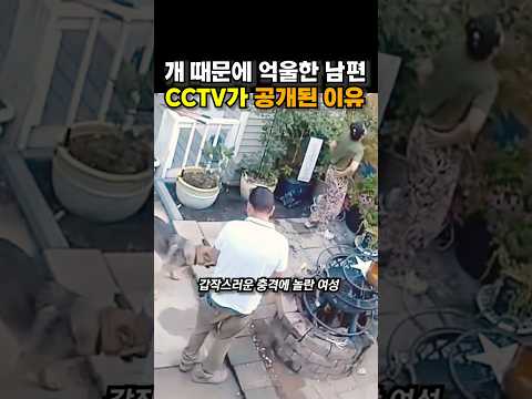 개 때문에 억울한 남편, CCTV가 공개된 이유 😭😭 thumbnail