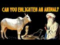 Sadhguru - Snake ,Cow and Crow are very close to you,Very similar to your own energies