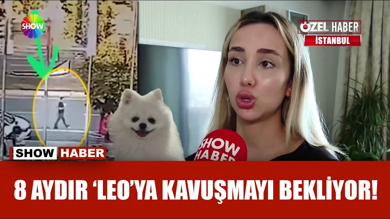 Köpeği Leo bulundu, başkasına sahiplendirildi!