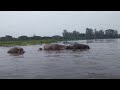 Amazing, Hippo's Families 🇪🇹