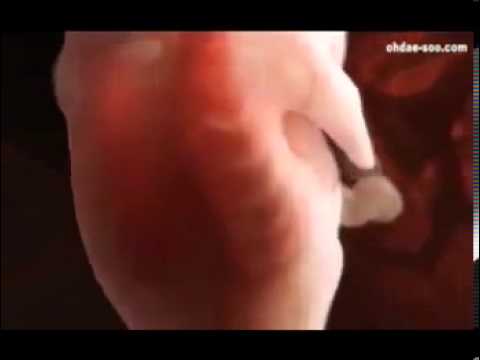 How the babies are made - YouTube How the babies are made - YouTube