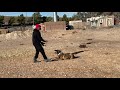 Training a Belgian Malinois- Day 9 with 8 month old ‘Cyber’