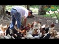 Free Range Chicken Production Webinar