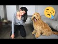 FAINTING IN FRONT of my DOG [ PRANK ] F1 GOLDENDOODLE reaction