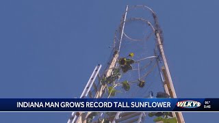 The world’s tallest sunflower blooms in an Indiana backyard as a tribute to Ukraine