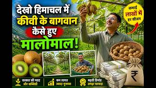 हिमाचल में कीवी बागवानों के लिए आमदन का अच्छा विकल्प होगा | 