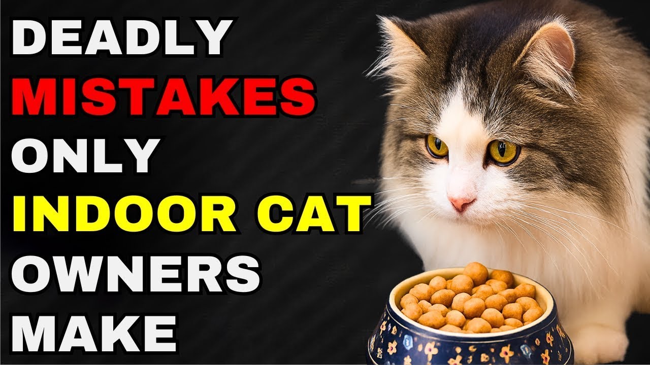 If You Have an Indoor Cat, Never Do This  (Scientists Warn)