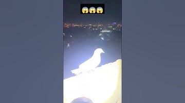 Eazy way to catch pigeon at night🕊️🕊️🕊️😱😱😱🕊️🕊️🕊️🙏😱😱😱🔴🔴🔴🔴🔴🔴