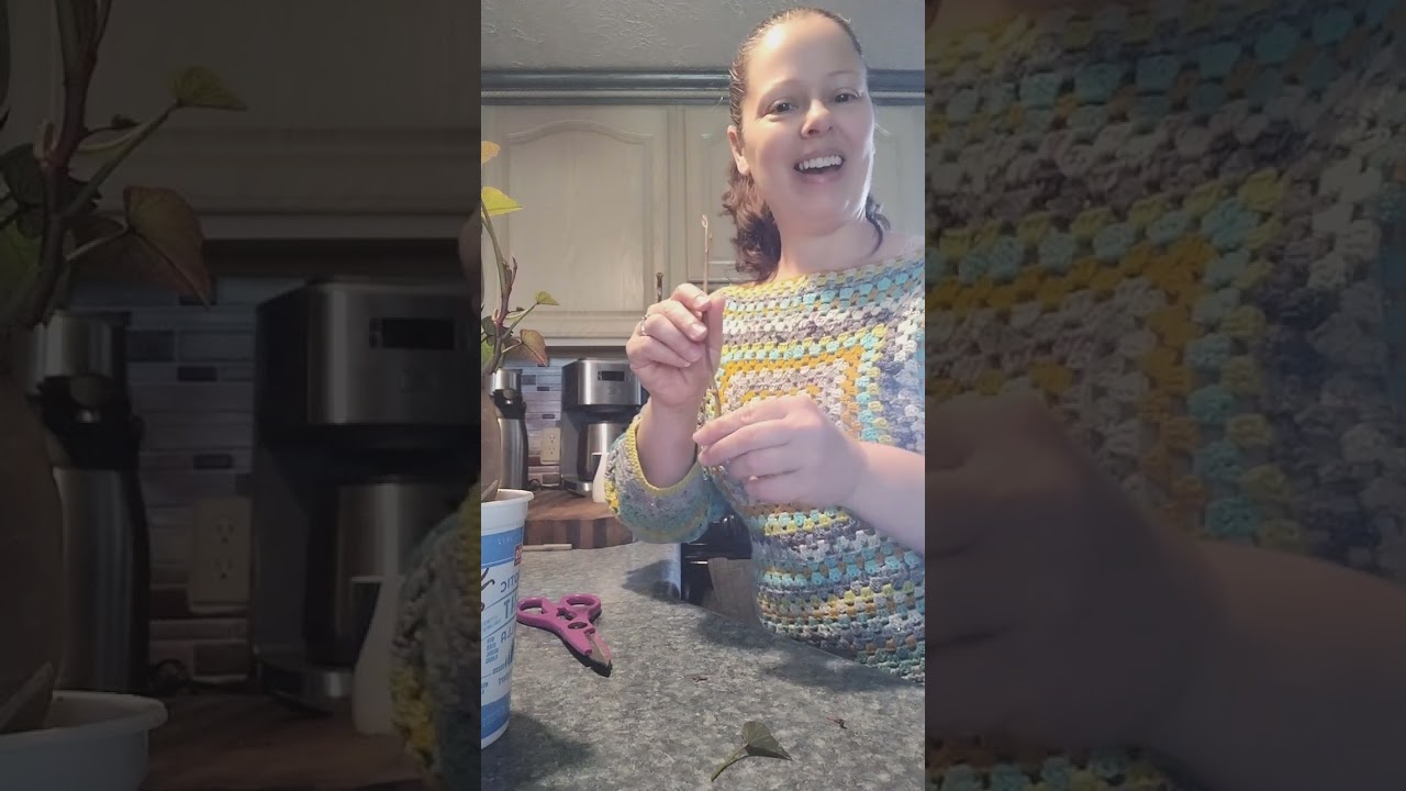 Michelle's garden talk, episode 8, growing sweet potatoes in zone 6