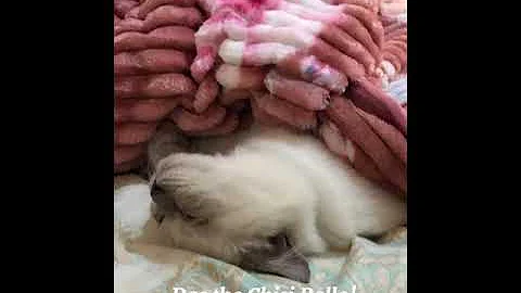 Video 578131: cute himalayan persian