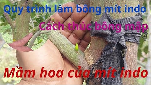 Cách Nhận Biết Mầm Bông hay Mầm Lá Trên Vườn Mít Indo Ruột Đỏ Xơ Vàng