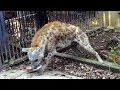 牛の骨をかみ砕く ブチハイエナ（大宮公園小動物園）Haiena gnawing bones