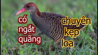 tiếng chim chằng nghịch quốc hoa kẹp loa chuẩn có ngắt quãng