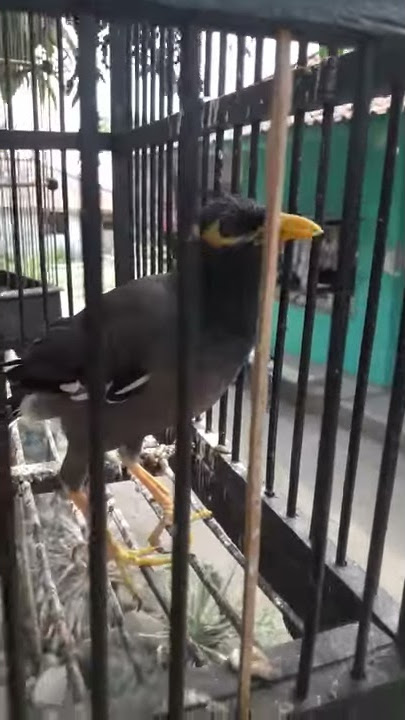 Burung Jalak nias bisa ngomong 'woy woy, papah dikopiaaan' 😂