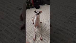 Vivian/Italian Greyhound Play Time silly sound #funny #dog #love #beautiful #cute #italiangreyhound