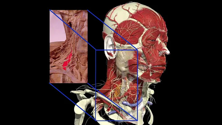 Imaging of the Brachial Plexus by Mark Cresswell, ...