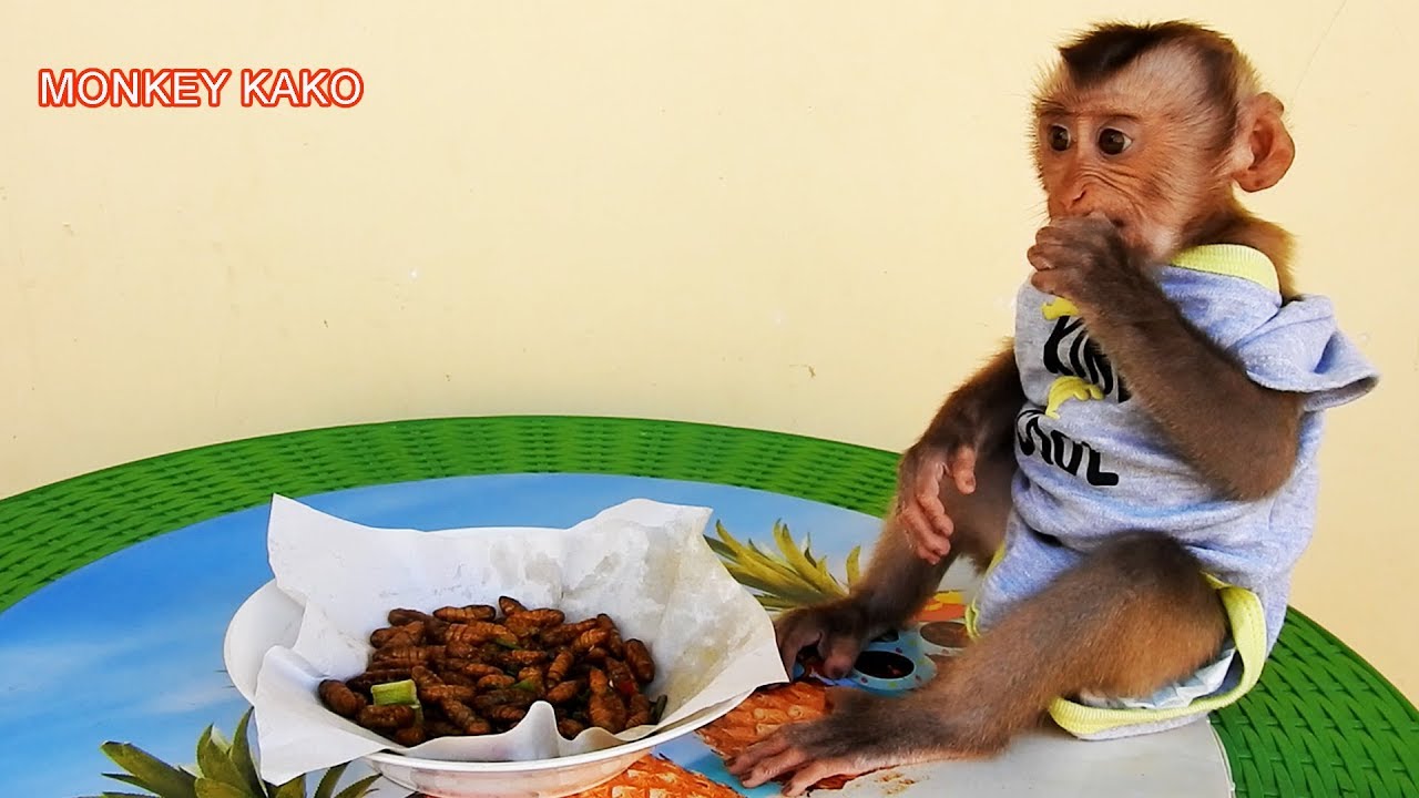 Amazing Food!! Baby Monkey KAKO Eating Fried larvae