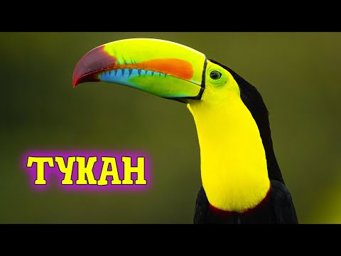 Тукан  птица с самым красивым клювом