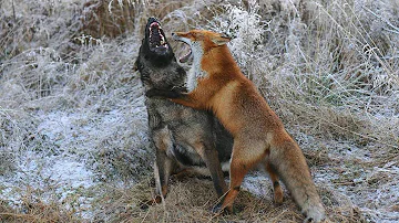 Кто из животных ест лису