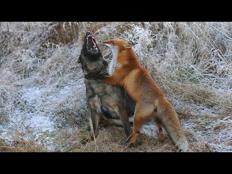 ЛИСИЦА В ДЕЛЕ... Лиса против собак, орлов, кошек, крыс...