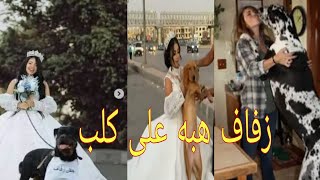 زفاف فتاه مصريه على كلب زفاف هبه مبروك او هبه عبد الرحمن على كلب بلاغ للنائب العام