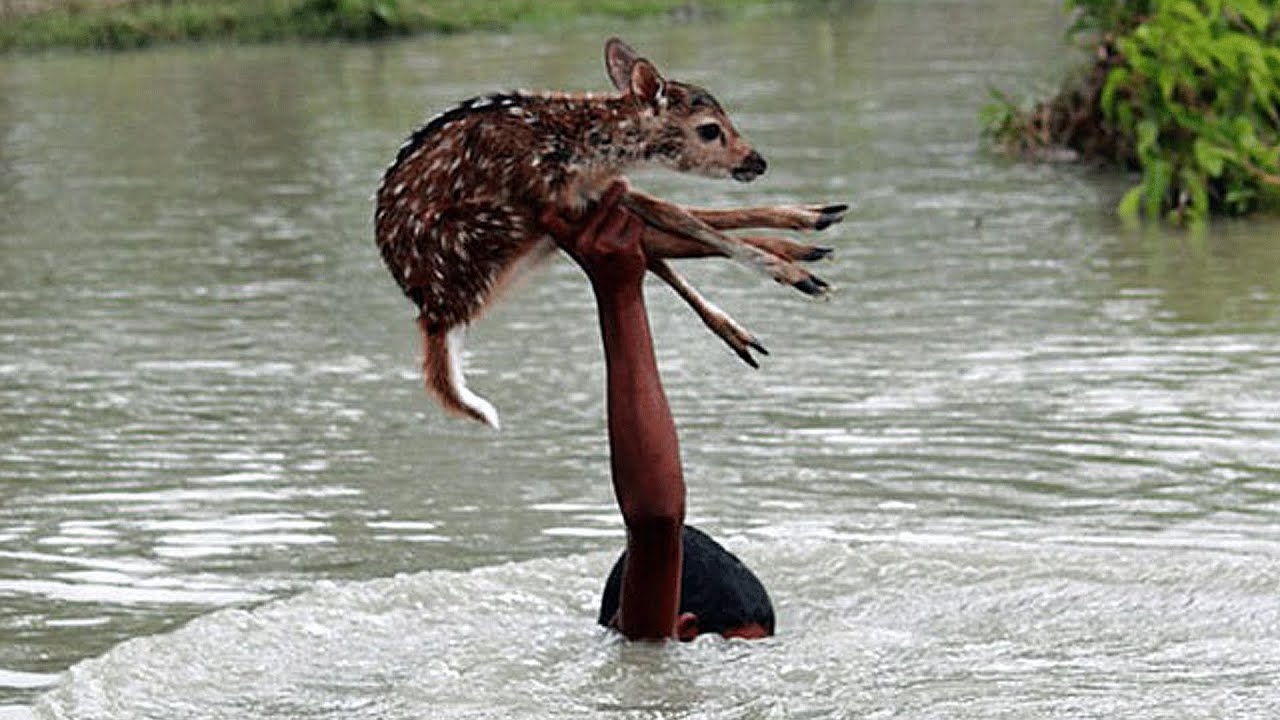 Animals Animals