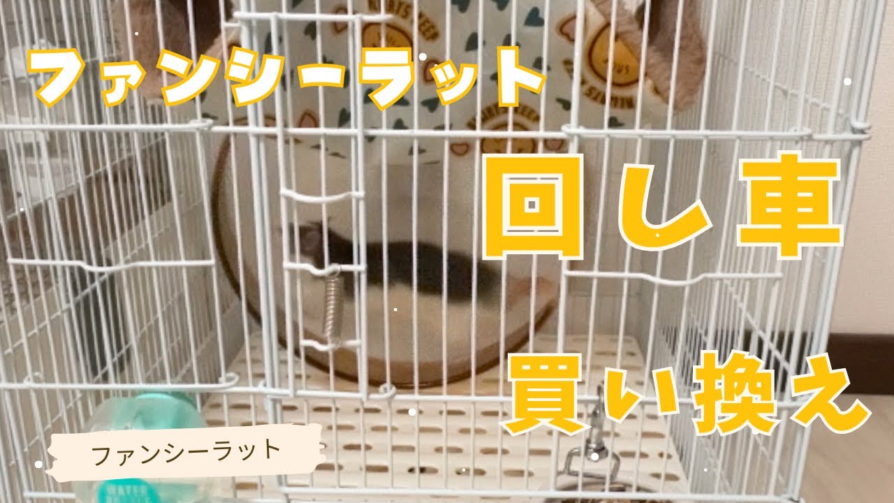 I Upgraded My Fancy Rat's Exercise Wheel🎡🐀 - YouTube