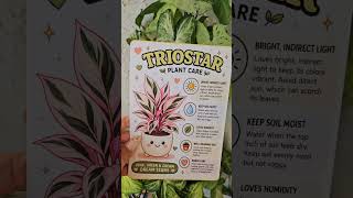 Plant care cards at my Etsy shop 💕 #plants #plantmom #fyp #explore #fypシ゚viral #fyp #viralvideo #fy