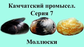 Русская Рыбалка 3.99 Камчатский промысел 7 - Моллюски