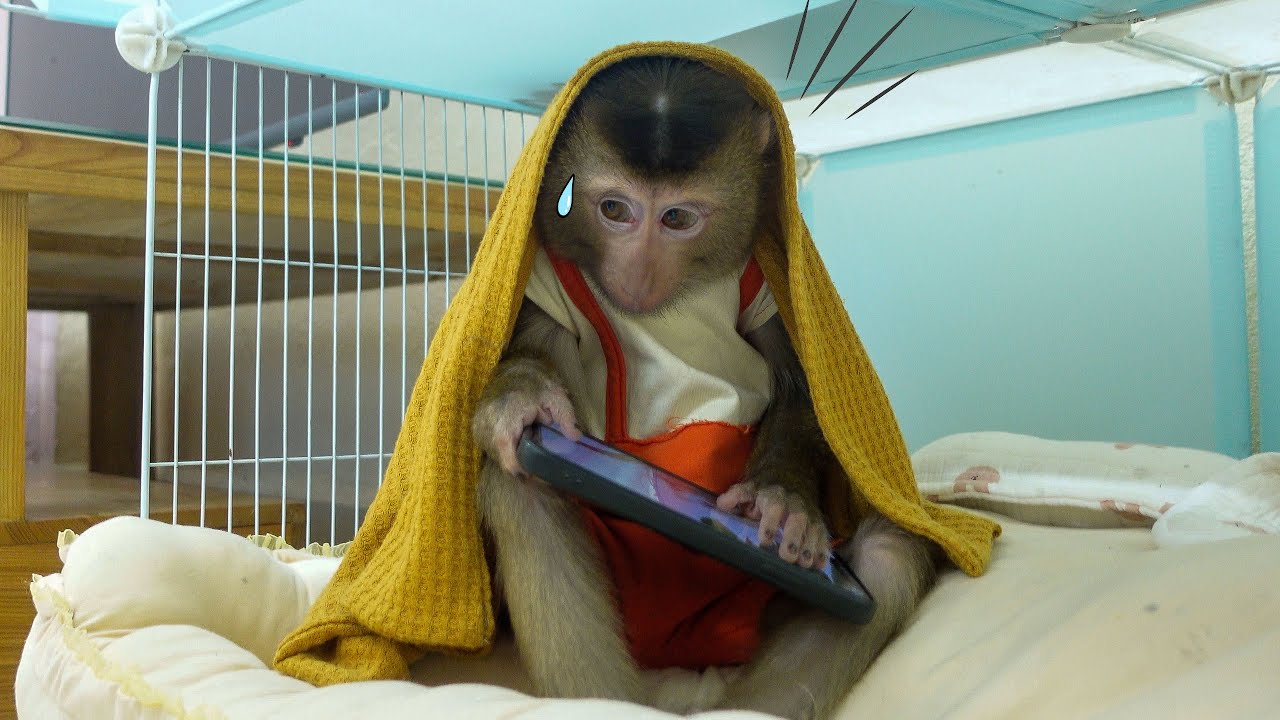 Pupu Monkey Secretly Stole Mom’s Phone to Watch Videos