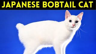 Japanese Bobtail 101 | Pros And Cons, Everything You Need To Know