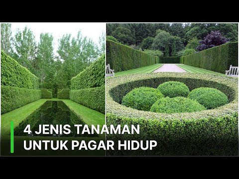 Video: Pagar Hidup: Untuk Pondok Musim Panas Dan Tidak Hanya