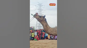 Americans Stunned By Incredible Camel Dance Never Seen Before 2025 Camel Show 
