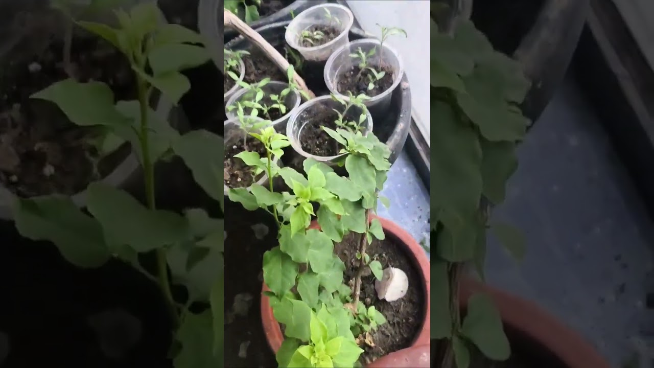 Даладаги гуллар flovers_plant_world #plants #flovers 