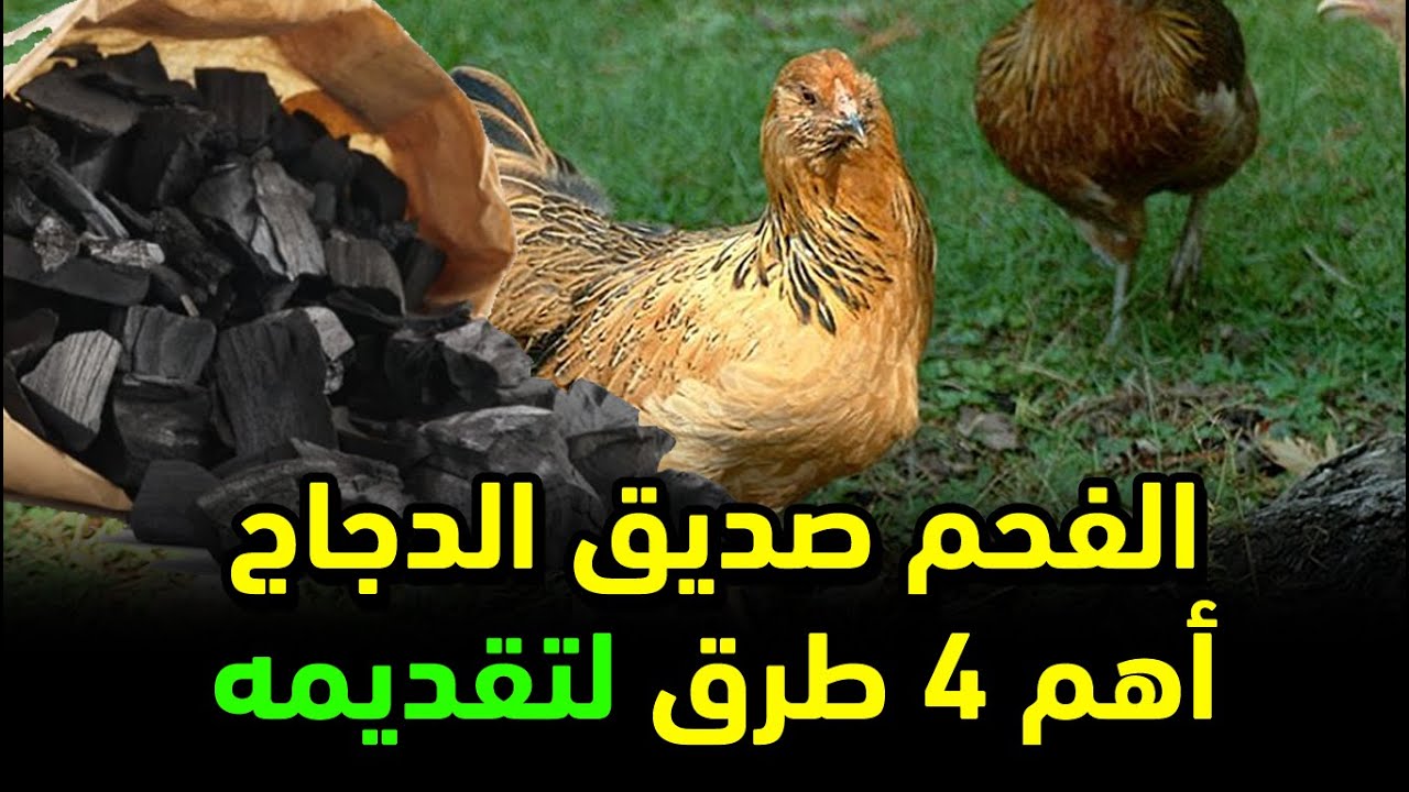 فوائد الفحم للدجاج وازاي تستخدمه صح من خبرتنا 4 طرق مهمة جدا لتقديم الفحم لازم تعرفها لتجنب أضراره