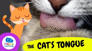 THE SECRET OF THE CAT'S TONGUE | Happy Learning 🐱👅🤫