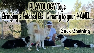 Bringing a Fetched Ball to your hand: Playology toys - Dog Training