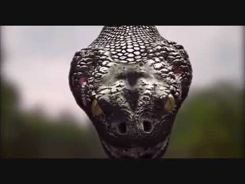 فيلم الأفعى القاتلة