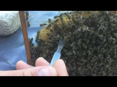 ფუტკარი