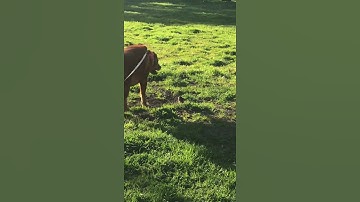 Watch The best Way to control pesky gophers.