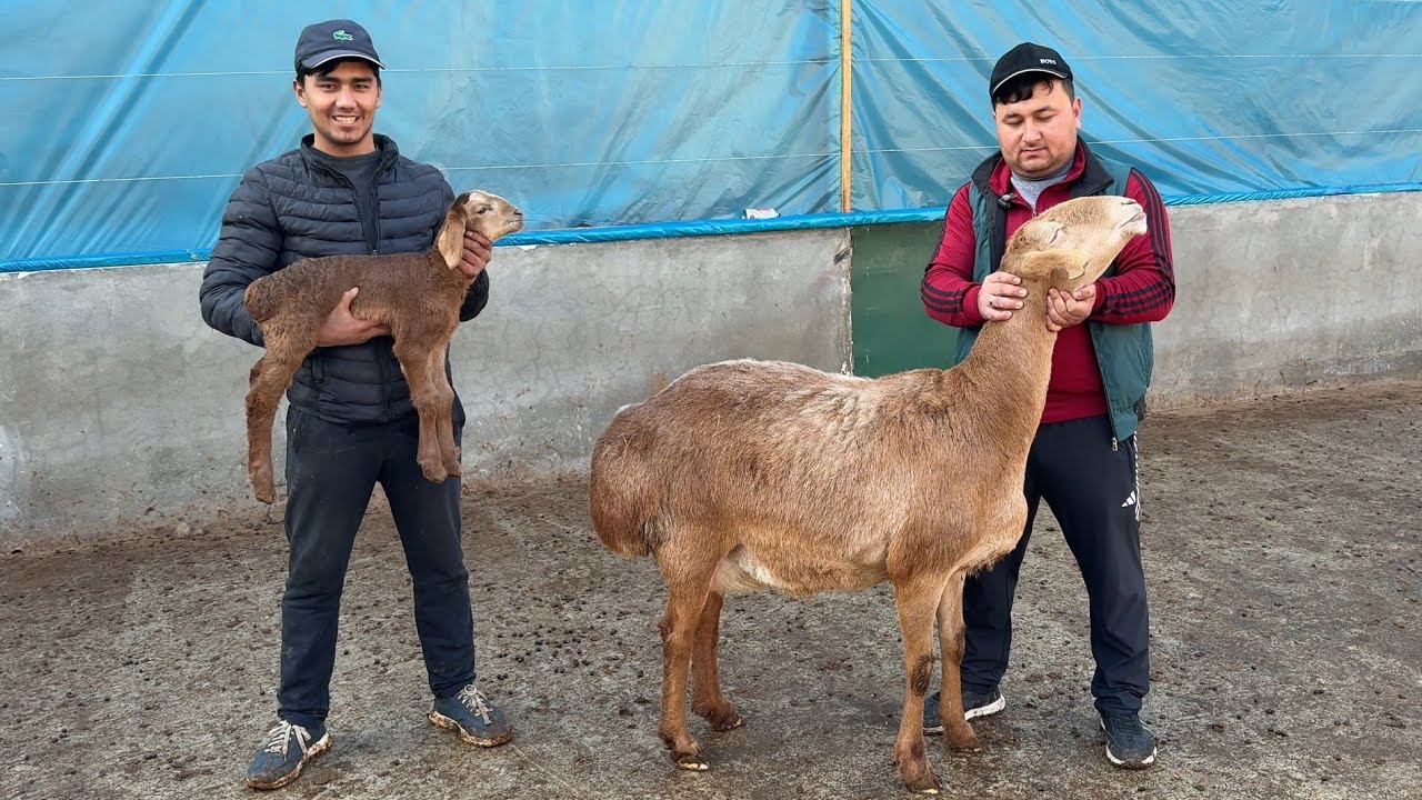 ARASHAN SOVLIQLARI 100 KG VELIKANLARI KELDI 