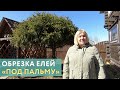 Обрезка елок на даче: оставляю всего одну треть веток