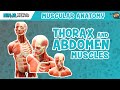 Muscles of the Thorax & Abdomen | Anatomy Model