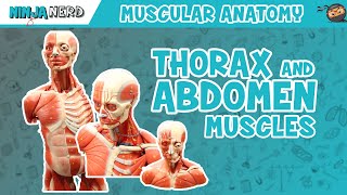 Muscles of the Thorax & Abdomen | Anatomy Model