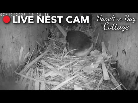 Kororā Nest Cam