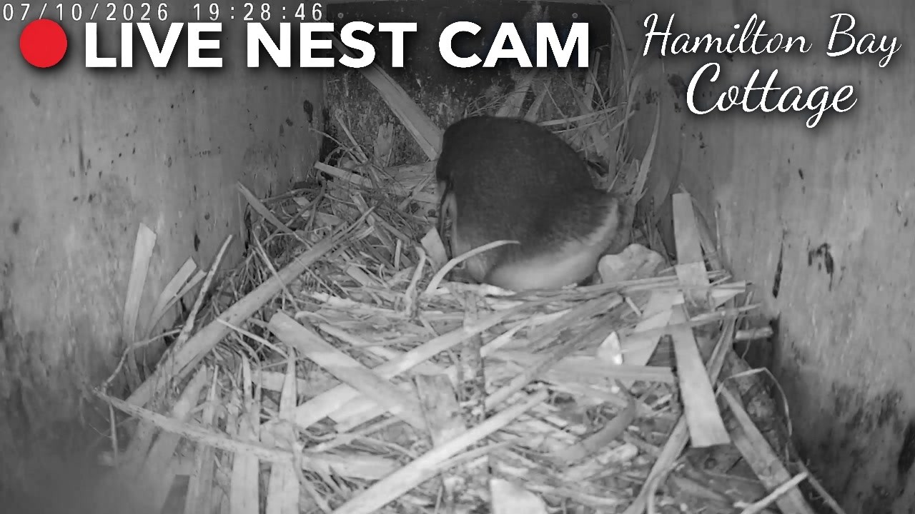 Kororā Nest Cam