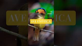 EXÓTICO PLUMAJE