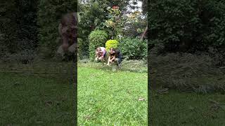 Download Lagu LA! #furry #theriantropy #therian #therianthrope #weird #therianthropy #quadrobics #quads MP3