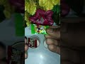 mixer and chocolate 🍫#shorts #viral #ytshorts #ytshortsindia #food